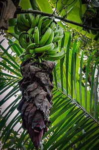 绿香蕉种植在树上有各种叶子没图片