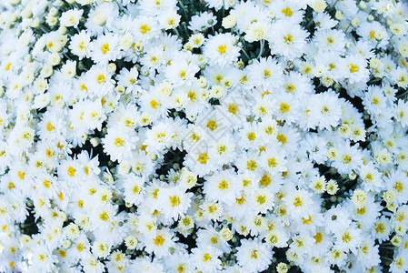 白田花背景甘菊花雏菊花图片