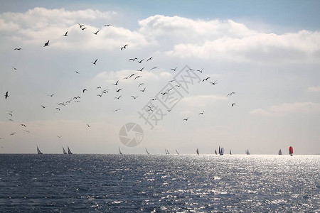 乘着白帆的游艇在大海和鸟图片