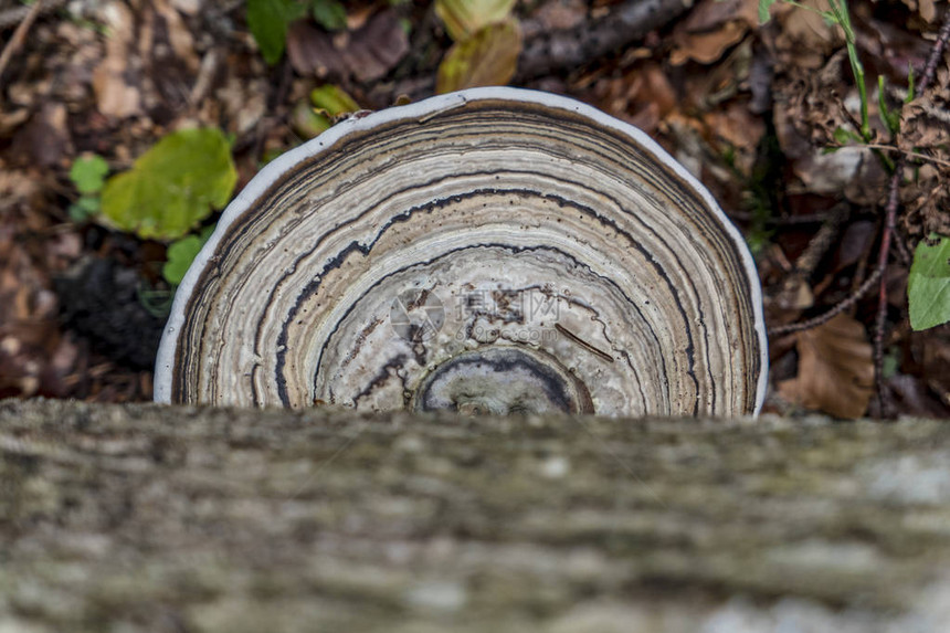 在森林地面上画着漂亮的圆形画的树蘑菇图片