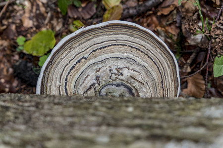 在森林地面上画着漂亮的圆形画的树蘑菇背景图片