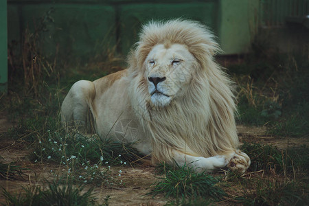 美丽的白色狮子就躺在草地图片