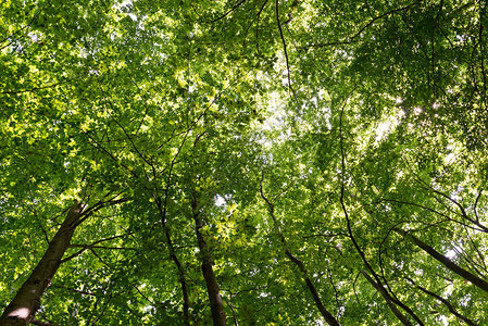 夏季绿叶山毛榉林景观图片