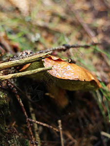 Xerocomelluschrysenteron被很好地隐藏在针下Beskydy山捷克森林中的牛肝菌早上穿过林地树桩附近的红背景图片
