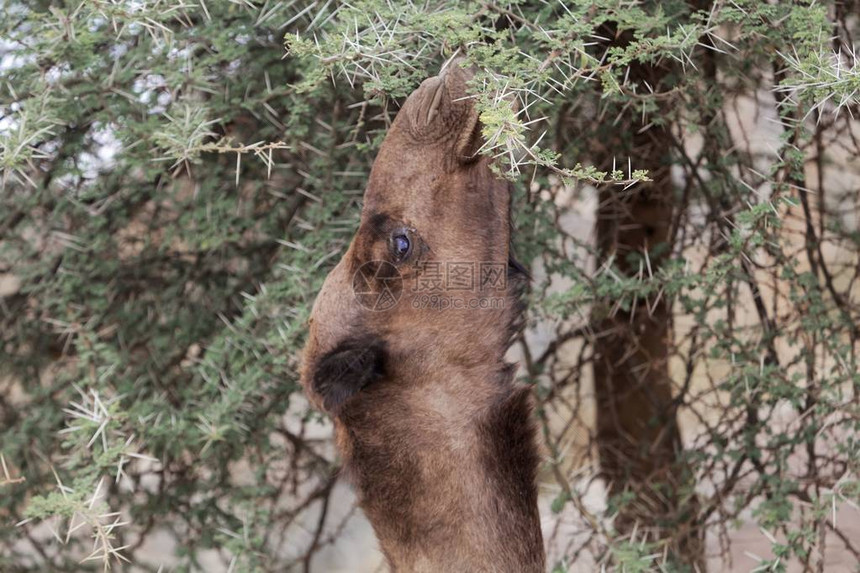 棕色龙虾Camelusdroomedari图片