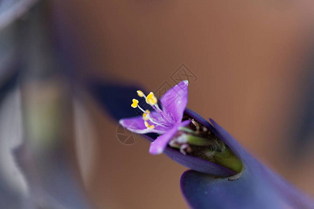 紫色秘密花朵Tradescantiapa图片