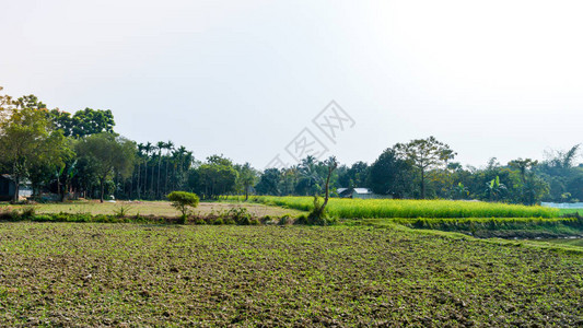 收获后的绿色农田春季收获后的稻田印度巴达曼西孟加拉邦农业公司描绘乡村生活的风景秀背景图片