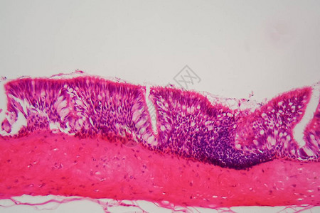 显微镜下纤毛上皮的横截面图片