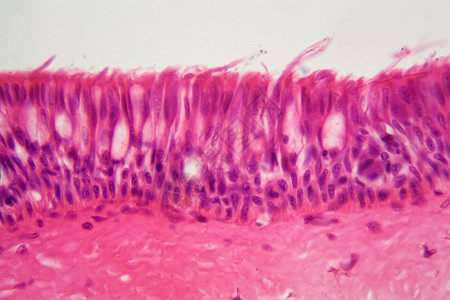 显微镜下纤毛上皮的横截面图片