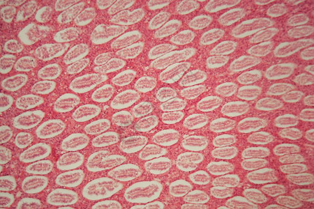 显微镜下的小鼠肾脏切片图片