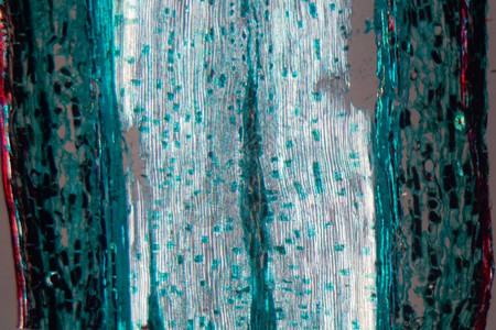 显微镜下的一片松木高清图片