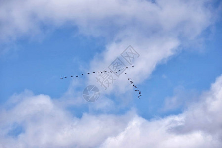 一群迁徙的鹅群在蓝色天空中飞翔飘浮图片