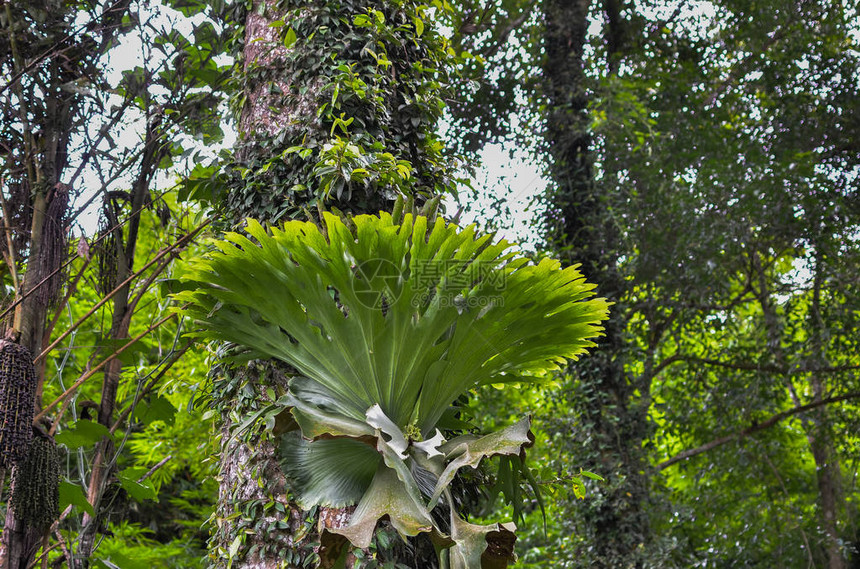 Platycerium蕨类植物生长在树皮上的鹿角或elkhorn蕨类植物图片