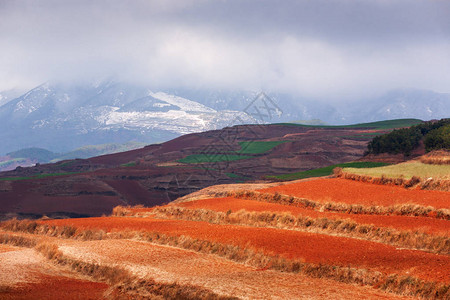 红土地在日出雪山和云彩背景的五颜六色的风景太阳照耀在梯田的麦田周围东川背景图片