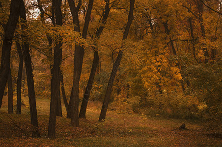 秋天的风景公园中阴云多雨的雾日有图片