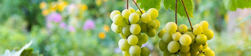 在日落时在绿色和黄色背景下挂在葡萄园的白葡萄图片