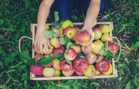 孩子在花园的花园里摘苹果有选择图片