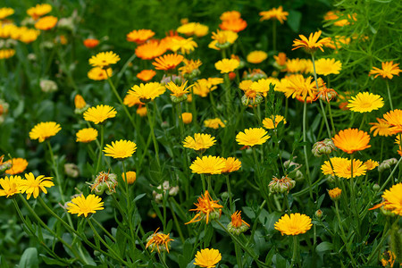 夏天下午花朵里有橙色和黄色的花朵图片