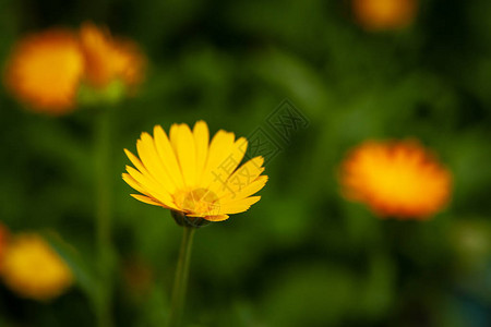 黄色金盏花特写在模糊的背景上金盏花是一朵快乐的花图片