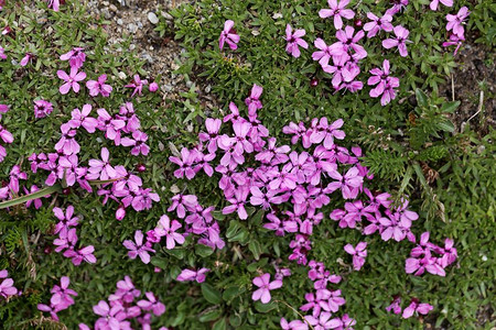 奥地利阿尔卑斯山的苔丝野营花Sileneac背景图片