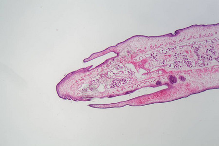 显微镜下的蠕虫体Proglott图片