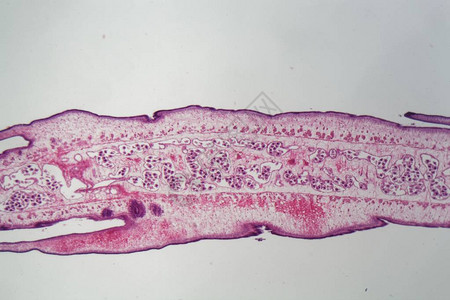 显微镜下的蠕虫体Proglott图片