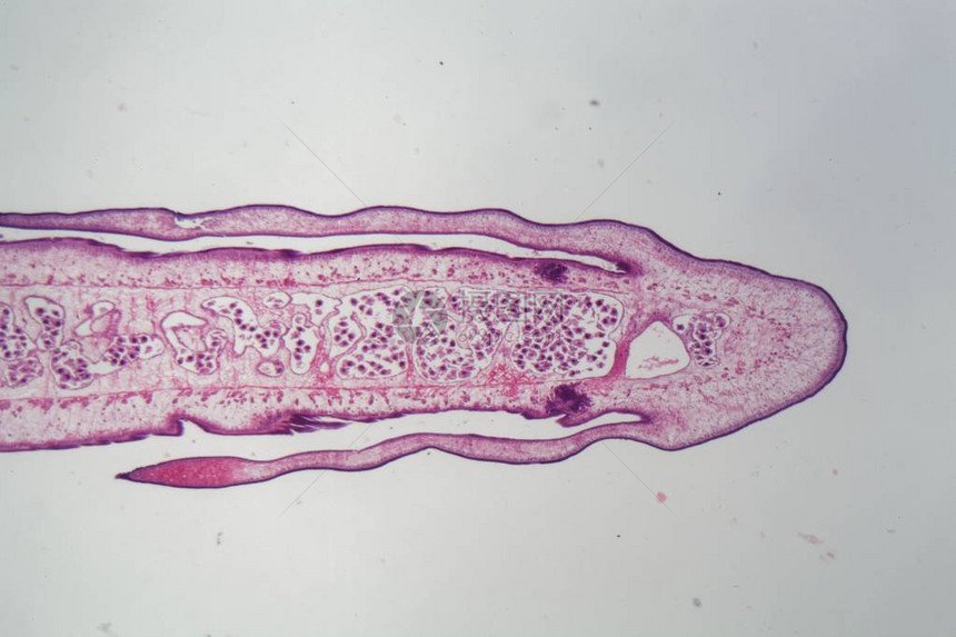 显微镜下的蠕虫体Proglott图片