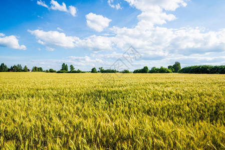 整个农业田地的全景图片