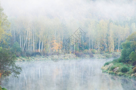 清晨高贾河和森林上雾图片