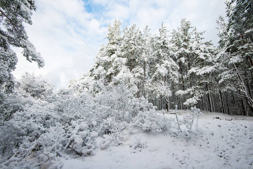 在阳光明媚的冬天拉脱维亚雪覆图片