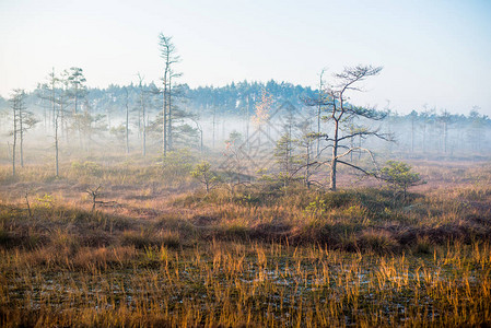 阳光松林的福吉早晨草丛植物和树木密高清图片