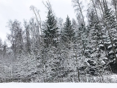 冬天在树木和灌木的树枝上积雪图片