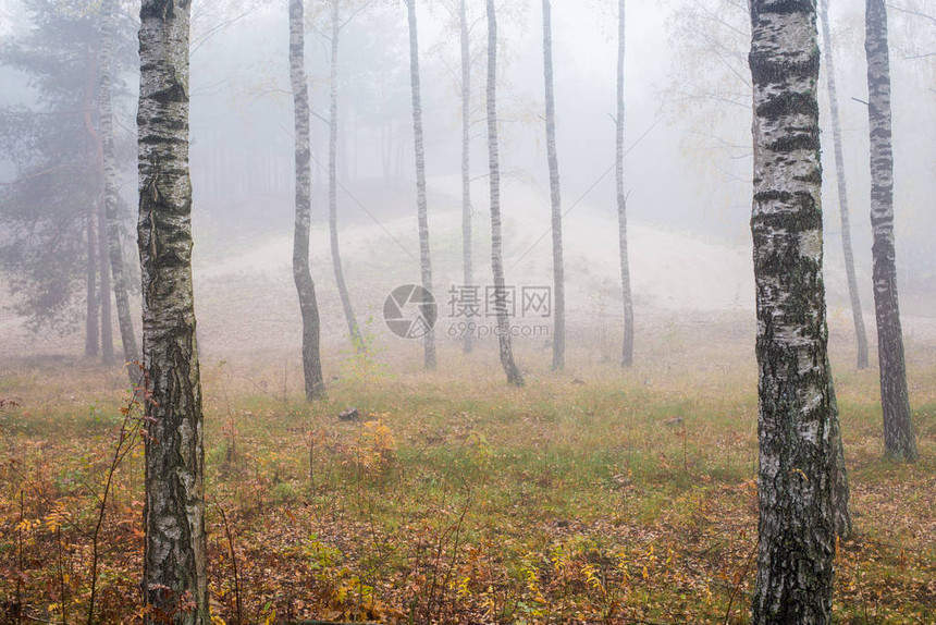 森林中的晨雾绿叶和金叶图片