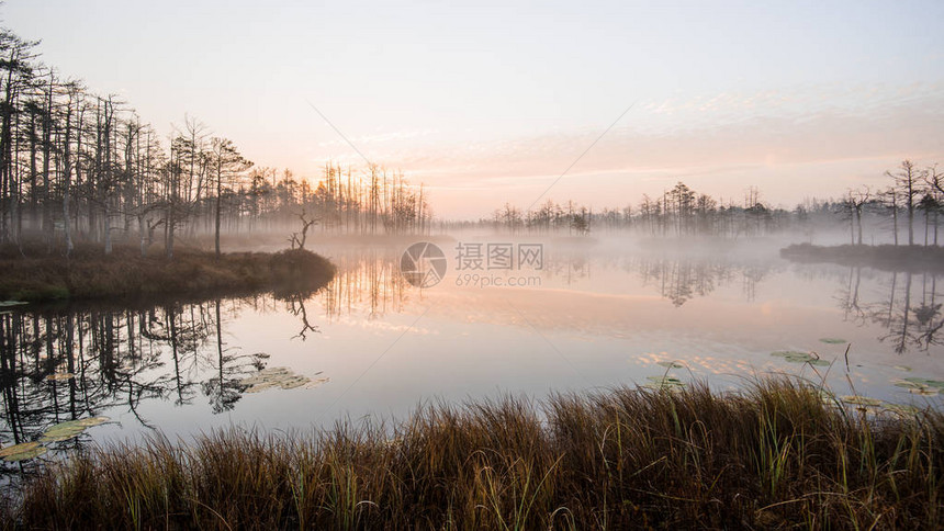 清晨雾沼泽和森林背景拉托维亚图片