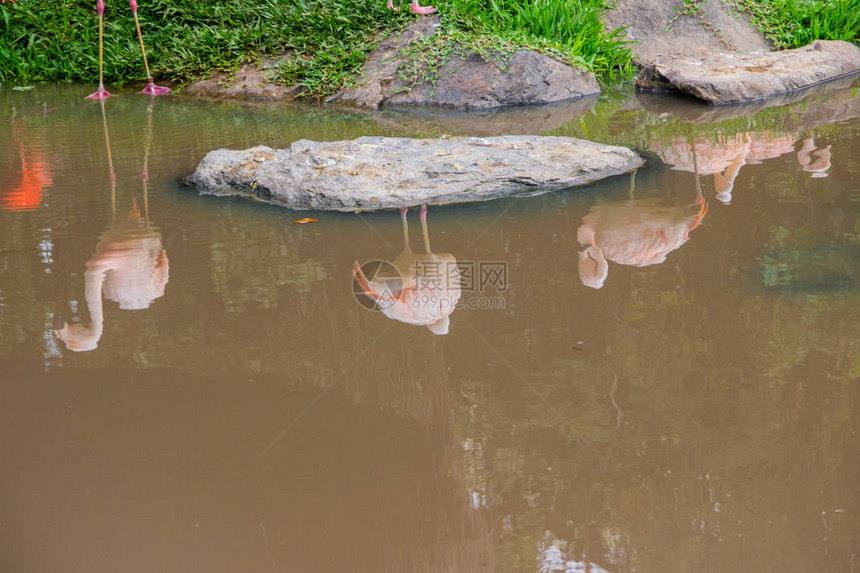 红火烈鸟在湖中反射巴西图片