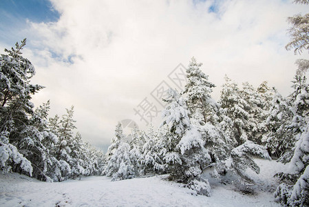 一片雪覆盖的松林景象在阳图片