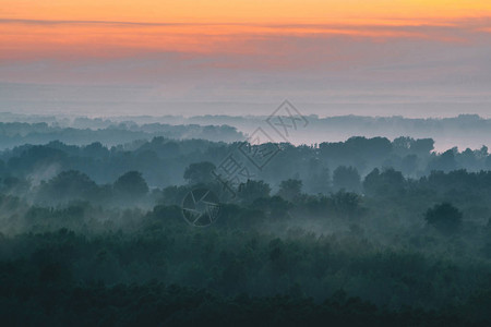 清晨在阴霾下的森林顶部的神秘景观图片
