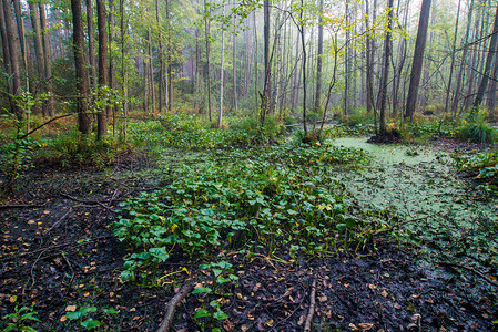 拉脱维亚绿色森林中纯净的晨光图片