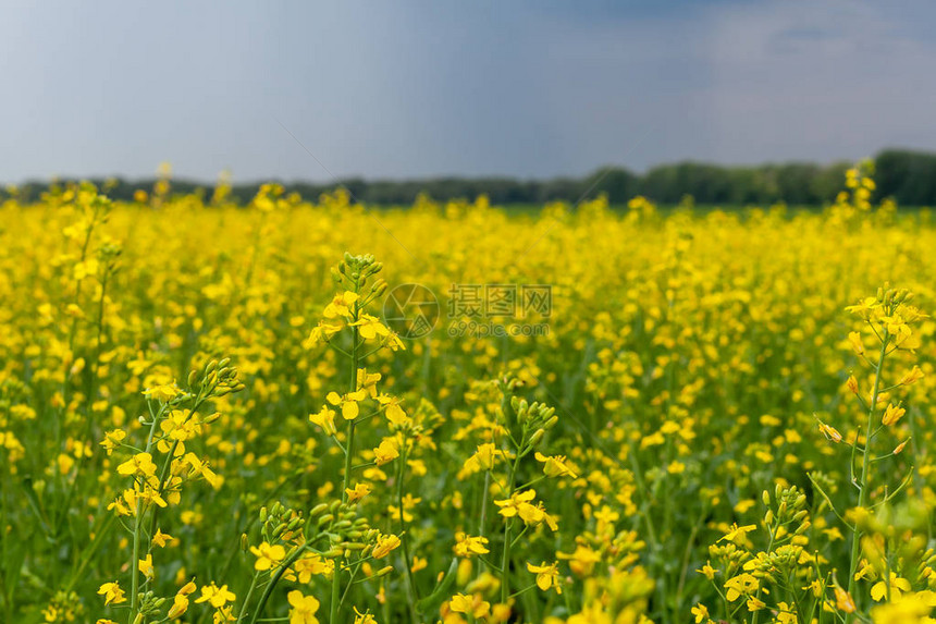 甘蓝型油菜盛开的油菜籽特写多云天图片