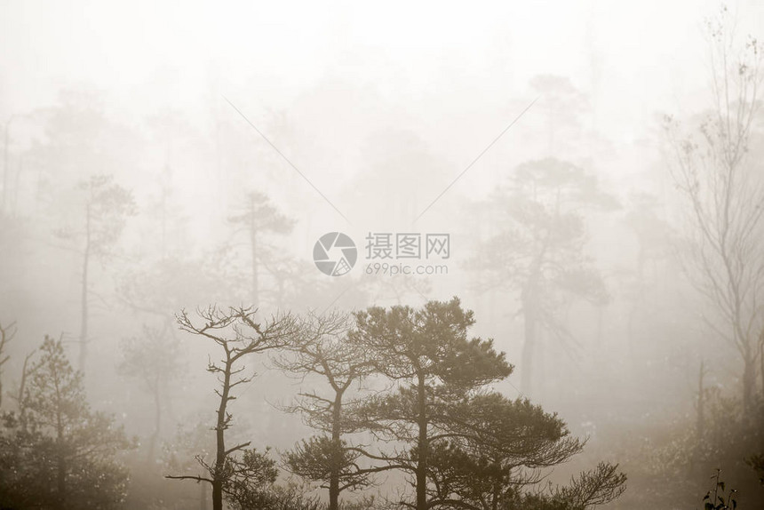 沼泽蓝水和绿松树上空的清晨光和雾图片