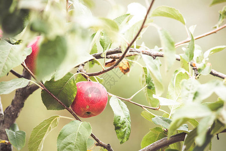 红苹果有机农场秋收图片