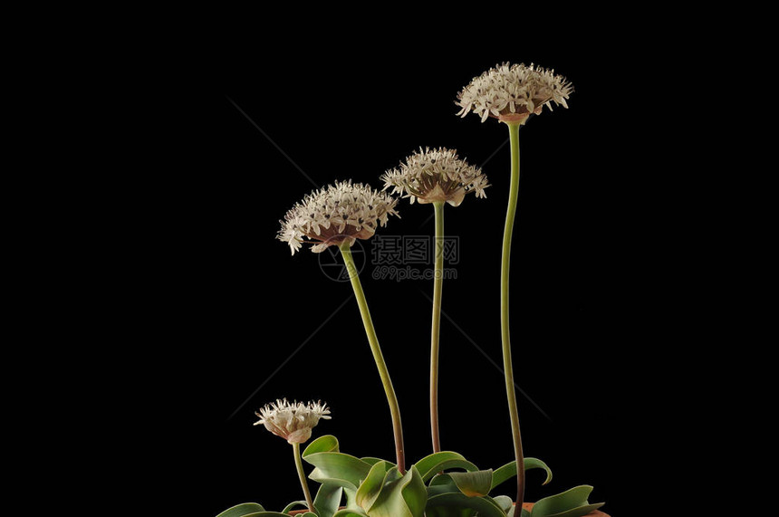 是单球花植物的基因组图片