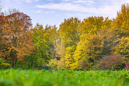 秋天森林景观明亮的颜色图片