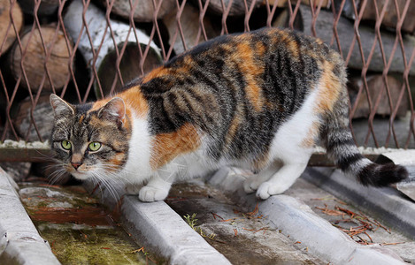 蹲在水面上的家猫图片