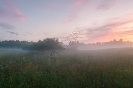 神秘而浪漫的雾田景观图片