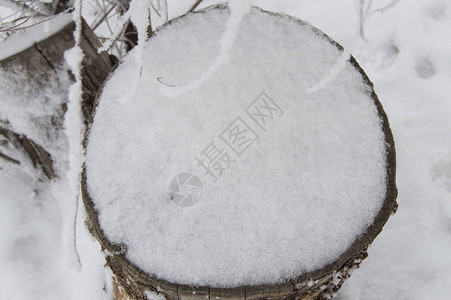 覆盖着雪冬季森林顶图片