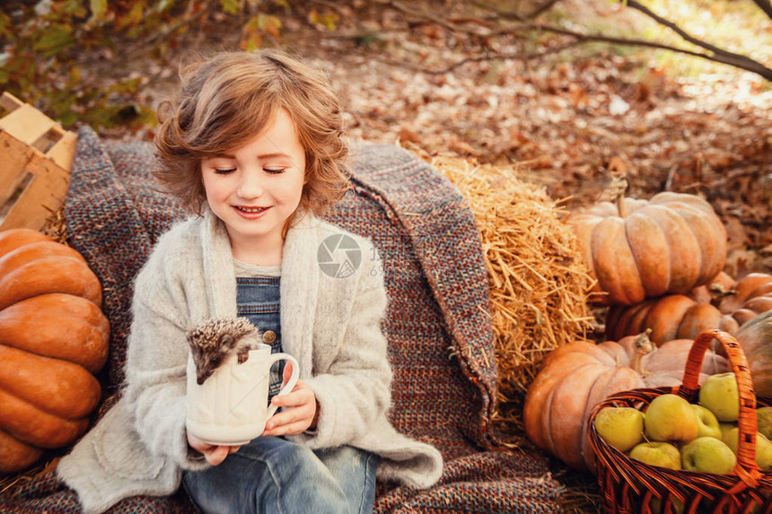 一个可爱的女孩手中的小刺猬带宠物的孩子的画像米色背景秋天背景南瓜干草堆和红图片