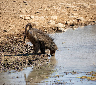在南部非洲热带草原的一个水洞里饮用的一只ChacmaB图片