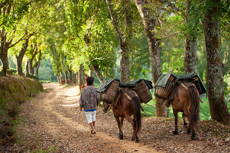 带着两匹马的农民在去茶田的路上背着柳条筐的后视图马运输DoiMaeSalong背景图片