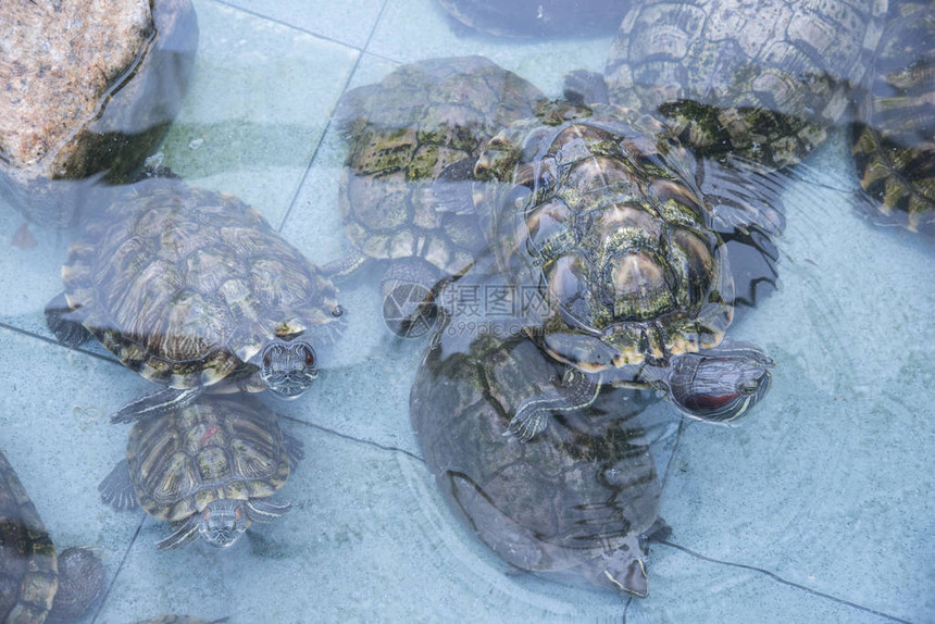 在公共池塘中发现的陆龟图片